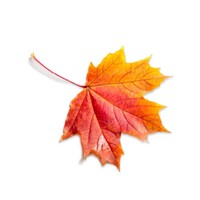 Canadian Grief Alliance logo - Similar company to Bereavement Ontario Network