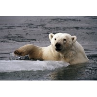 Arctic Russia Travel logo - Similar company to Eagle Travel Tours To Russia