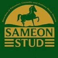 Sameon Stud UK logo - Similar company to West Kington Stud