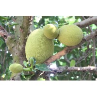 Jackfruit Arasan logo - Similar company to Jacked! Jackfruit Jerky