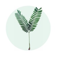 Prosopis Inc logo - Similar company to Ragnar India Solutions