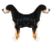 2Dogsstudios