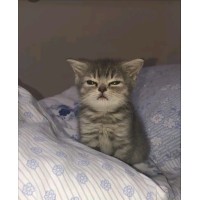 Gatos logo - Similar company to Dog Friendly Kw