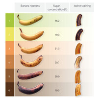 Bananalab LLC logo - Similar company to Conductor Technologies