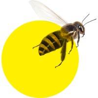 Abeille.ai logo - Similar company to Phc Mobility | Mobility. Payments. Intelligence.
