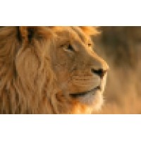 Lions Group, LLC