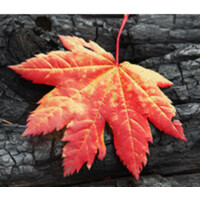 RedLeaf Technology logo - Similar company to Snohub