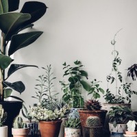 The Planter Co logo - Similar company to Planter Box