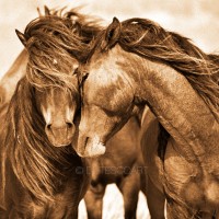 The Wild Horses of Sable Island Gallery logo - Similar company to Tatsu Tea