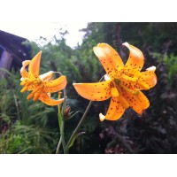 Avery Landscape Design