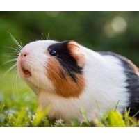 Guinea pig Mekong logo - Similar company to Guinea Pig