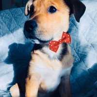 CPAs for Veterinarians/JF Bell Group logo - Similar company to Mint-X