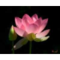 Lotus Flower Acupuncture Center