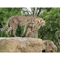 The Cheetah Creative Ltd logo - Similar company to Figment
