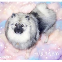 FURBABY logo - Similar company to Furbaby Prints