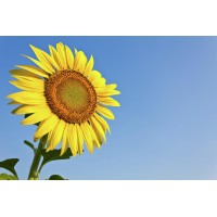 The Happy Life Foundation logo - Similar company to Chem Consultants-Advanced Engineering & Material Solutions