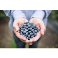 Aranberry logo - Similar company to Austral Viveros