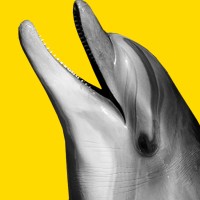 Muska Mala Agency logo - Similar company to Dollan Content Agency And Studio