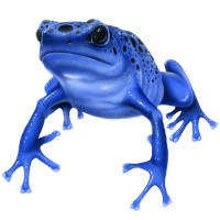 Arrowfrog