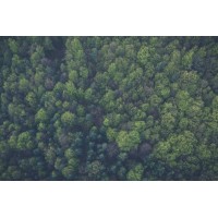 Forest from Trees Nonprofit Consulting logo - Similar company to Hallmark Totaltech, Inc. - Staffing And Executive Recruiting Services