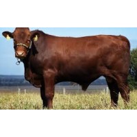 MM Feedlot Fattening Farm logo - Similar company to Feedlot Mexico