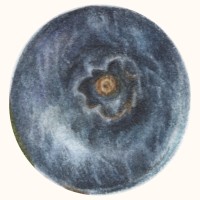 Blue Forests logo - Similar company to Bohlin Group