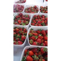 Berryland logo - Similar company to Berryland