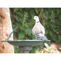 DCEP logo - Similar company to Cryptorrency