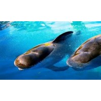 SeaWorld Parks & Entertainment, Inc. logo - Similar company to United Cerebral Palsy Of Eastern Ct