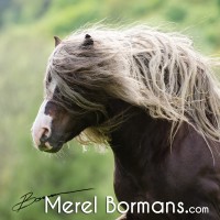 Merel Bormans Photography