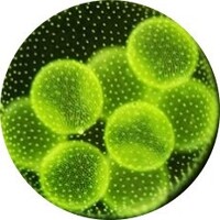 Algoméga logo - Similar company to Ozymes Inc