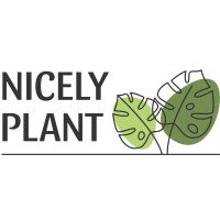 Nicely Plant