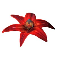 Luc Petit CREATION logo - Similar company to Aiko Creative Vision