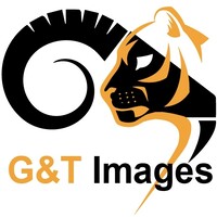 Goat & Tiger Images logo - Similar company to Startup Grind Calgary