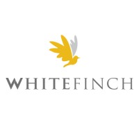 White Finch