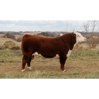 R&R Cattle Co.