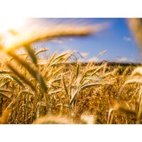 E-Agriculture logo - Similar company to Cropmentum