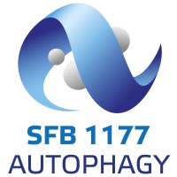SFB 1177 logo - Similar company to Asociación De Científicos Españoles En Finlandia - Acefi