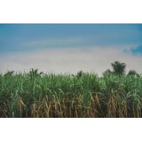 PureGrowth logo - Similar company to Proof Theory