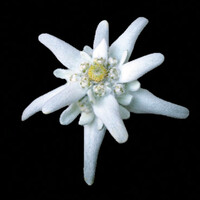 Plastiques des Neiges logo - Similar company to Portes Lahet