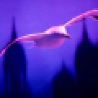 Purplegull Services