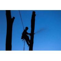 Trinity Tree Service Alexandria logo - Similar company to Arader Tree Service, Inc.