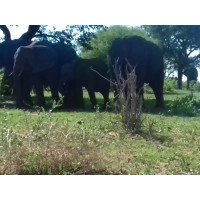 Chabachemes Safaris logo - Similar company to N'Tee Safaris And Tours
