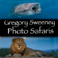Africa Wild Safaris Photography Tours