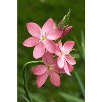 Jessica Castellino logo - Similar company to Microland Technical Services Inc