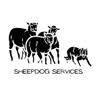 Sheepdog Services - Workshop Schapendrijven