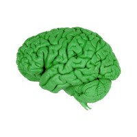 Optimistic Brain