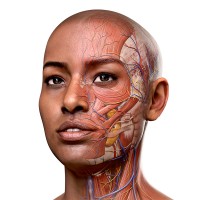 Complete Anatomy logo - Similar company to Anatomage Inc.