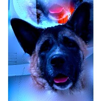 Bad Akuma Productions logo - Similar company to Science Writing Lab