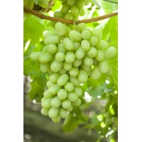Grapes Farming logo - Similar company to Eco Agro Services